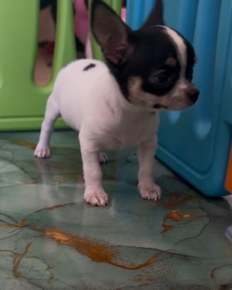 Chihuahua