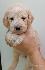 Lagotto romagnolo