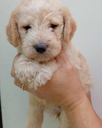 Lagotto romagnolo