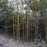 piante bambu'