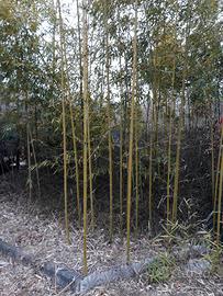 piante bambu'