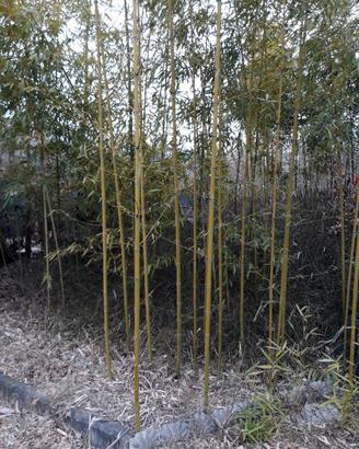 piante bambu'