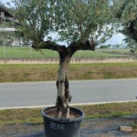 Olivo Ramificato