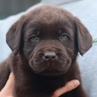 Cuccioli di labrador cioccolato