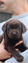 Cuccioli di labrador cioccolato