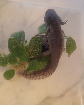 Axolotl, Migali, scorpioni