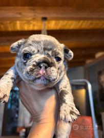 Bulldog francese