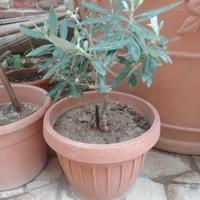 bonsai di olivo