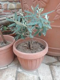 bonsai di olivo