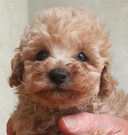 Cuccioli barboncino