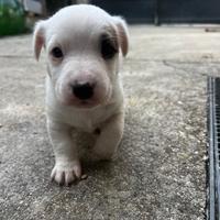 Cuccioli di Jack Russell disponibili-no pedigree