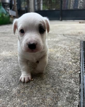 Cuccioli di Jack Russell disponibili-no pedigree