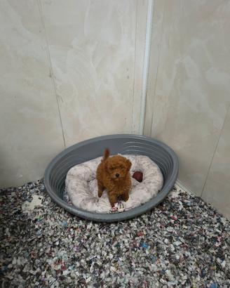 barboncino mini Toy compas klarna scalapay 2M 2F 
