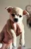 cuccioli-di-chihauhua-maschi-e-femmine
