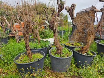 Piante ornamentali di melograni