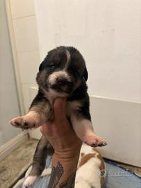 Cuccioli di pastore molto teneri