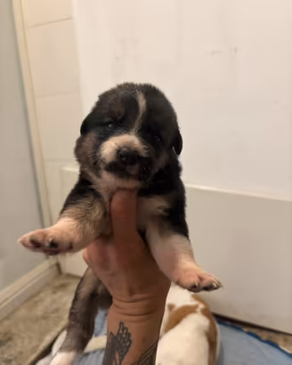 Cuccioli di pastore molto teneri