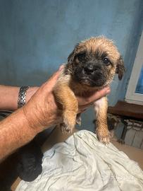 Cane incrocio