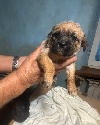 Cane incrocio
