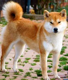 Dolcissima Shiba