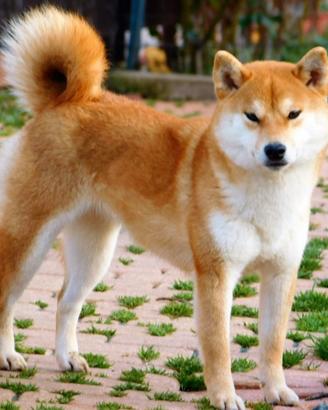 Dolcissima Shiba