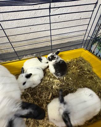 Coniglio ariete nano