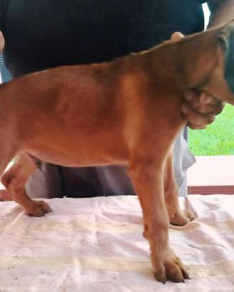 Cuccioli boxer