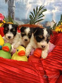 Sono Piccoli Cuccioli Biewer Yorkshire Terrier
