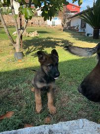 Venduta cucciolo di pastore tedesco femmina