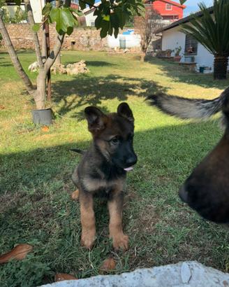 Venduta cucciolo di pastore tedesco femmina