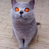 Cuccioli di British Shorthair alta qualità