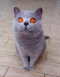 Cuccioli di British Shorthair alta qualità