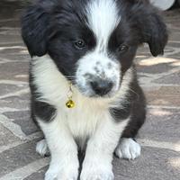 Cuccioli Border Collie
