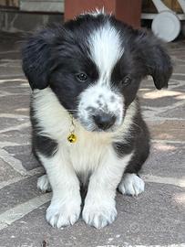 Cuccioli Border Collie