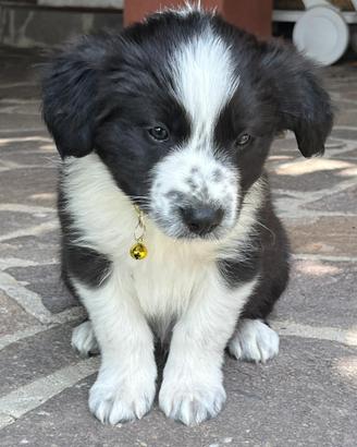 Cuccioli Border Collie