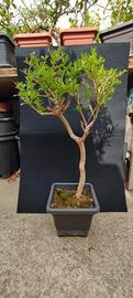 bonsai di melograno selvatico 02/26