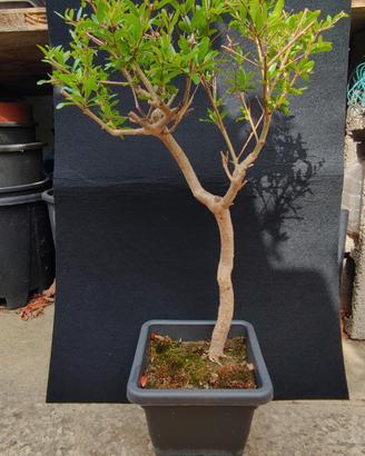 bonsai di melograno selvatico 02/26