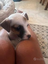 Cuccioli Jack Russel