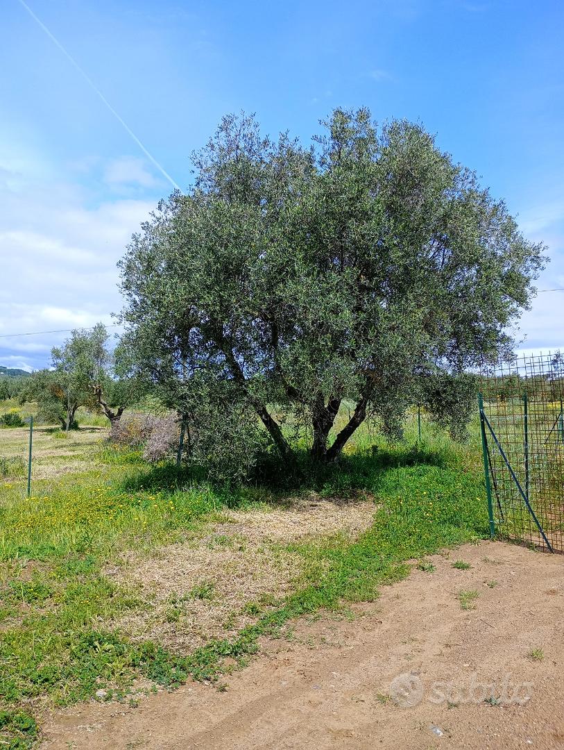 Uliveto - Vista 2
