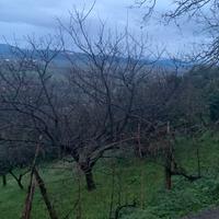 Terreno frutteto Uliveto Maremma Toscana