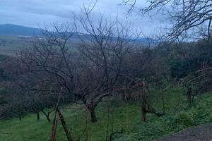 Terreno frutteto Uliveto Maremma Toscana