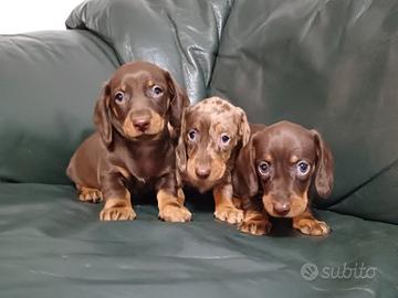 Bassotti Nani cuccioli