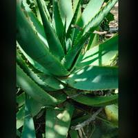 Aloe Vera di 5-7-10 Anni di età biologica in vaso