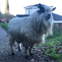Maschio Tibetano