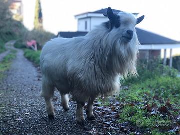 Maschio Tibetano