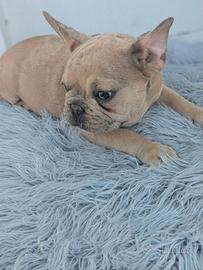 Bulldog francesi cuccioli merle