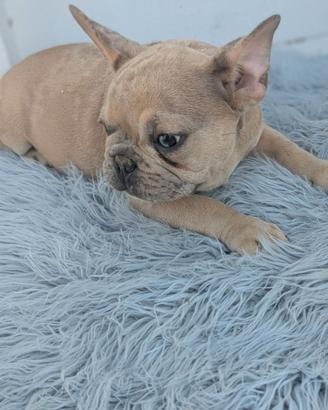 Bulldog francesi cuccioli merle