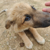 Cucciola cane