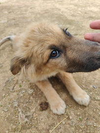 Cucciola cane