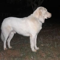 Pastore maremmano per monta